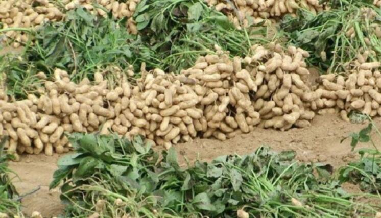 花生高产栽培管理技术