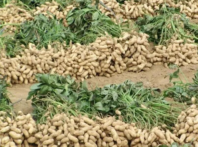 种植花生学会这些技巧和方法，提高花生产量不用愁