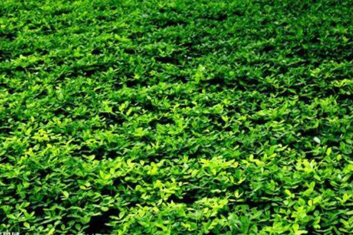 花生高效栽培技术