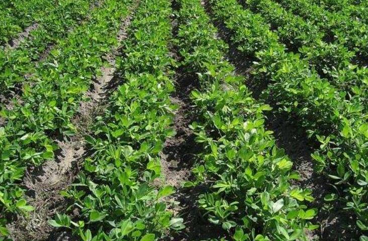 让花生高产，不同时期需要注意这几个关键因素