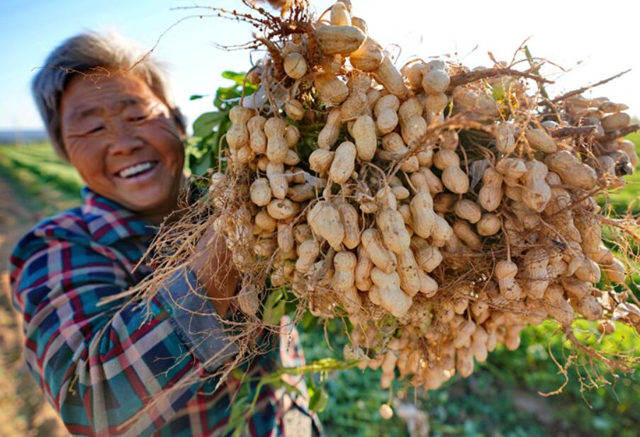 花生怎样施肥？花生施肥的最佳时间