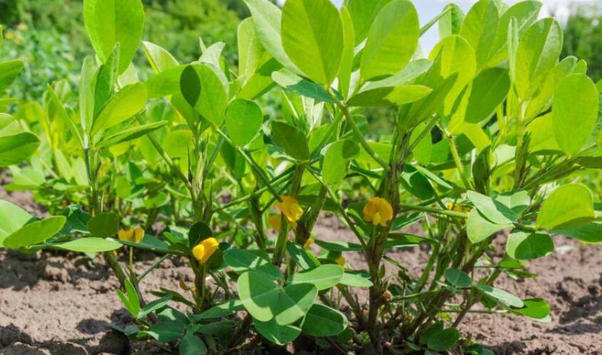 花生种植的全年时间表，从种植到收获，清晰明朗易执行，效果好